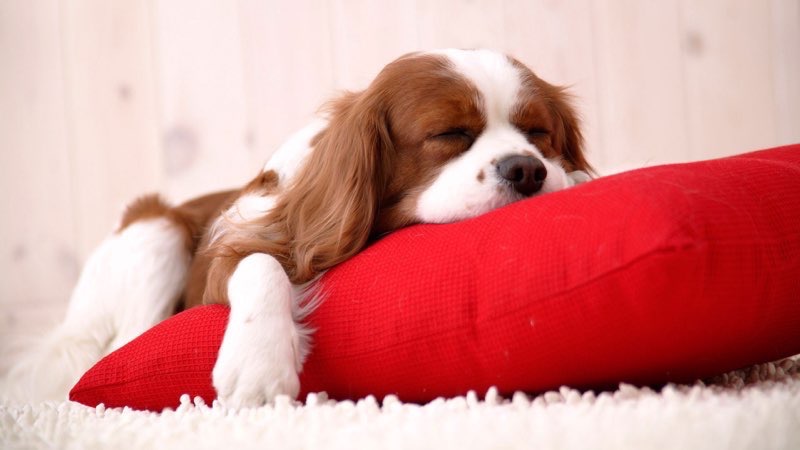 sleeping dog beautiful wallpapers 