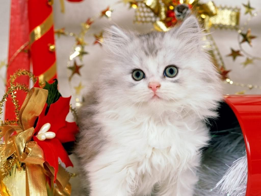 cute cat hd wallpapers for laptop 
