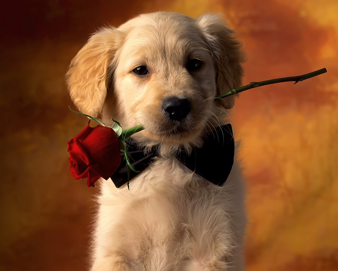 cute dog valentines day wallpapers 