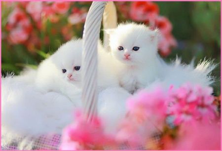 cute cat wallpapers free download 