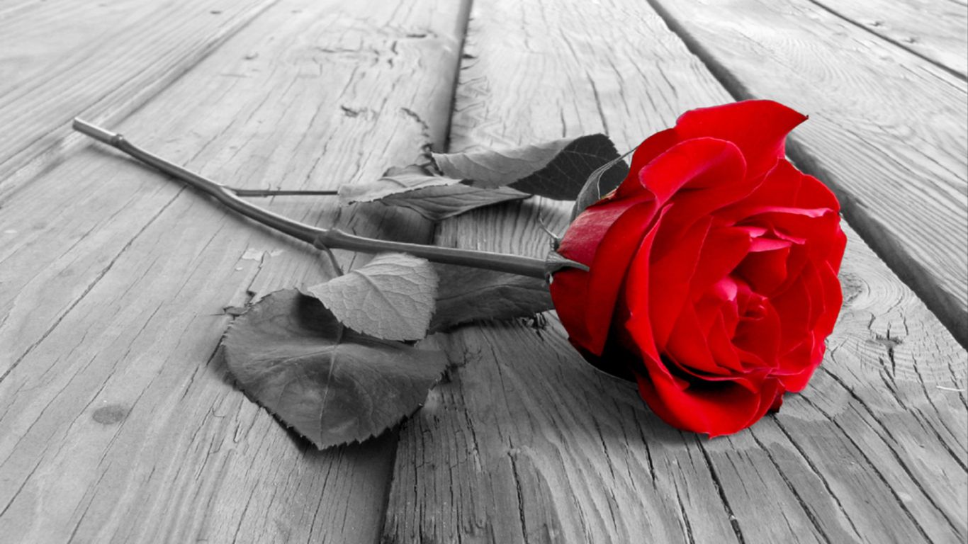 happy rose day wishes pictures 