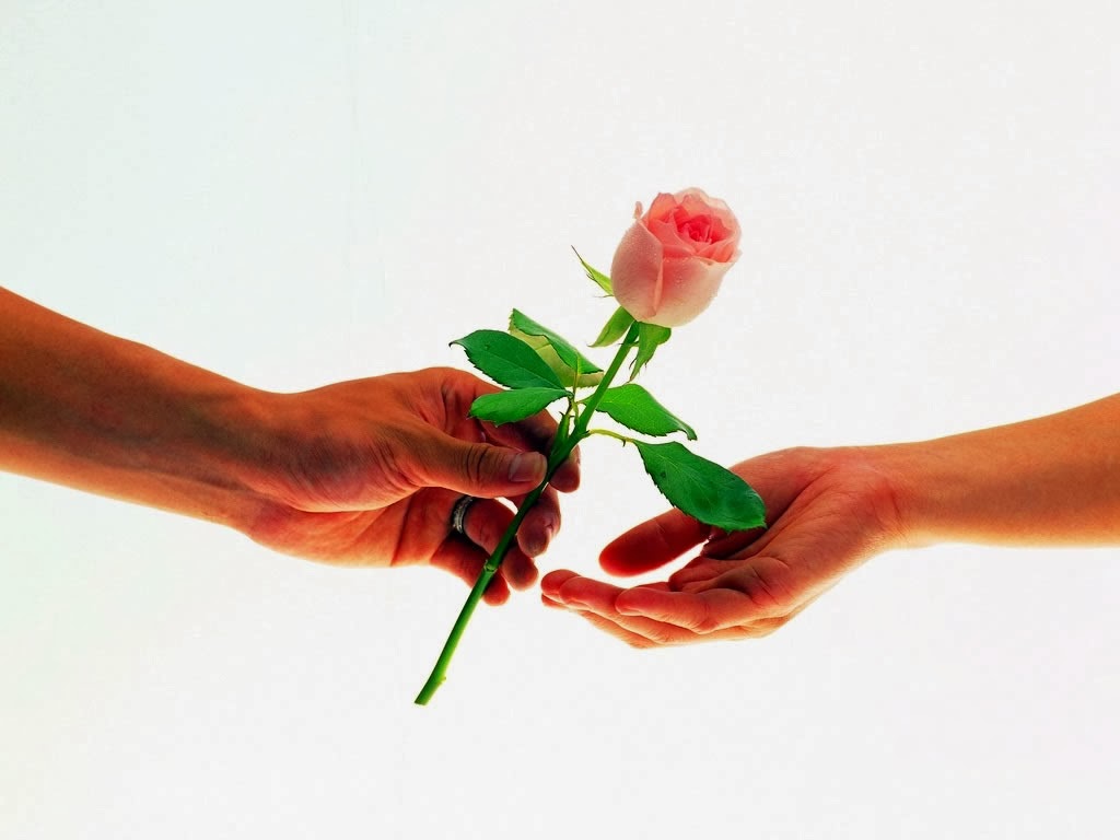 rose day hd wallpapers free download 