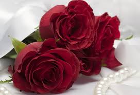 rose day cute images 