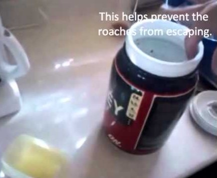 Coffee Grinds To Get Rid Of Cockroaches