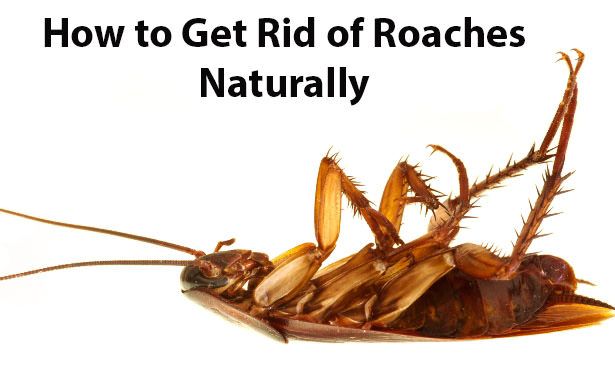 how to get rid of cockroaches naturally
