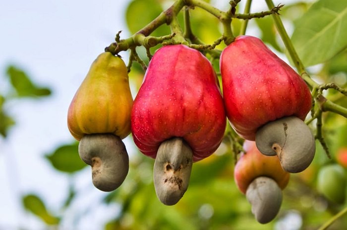 Cashew tree Images Cashew Apple Cashew Nuts Health Benefits