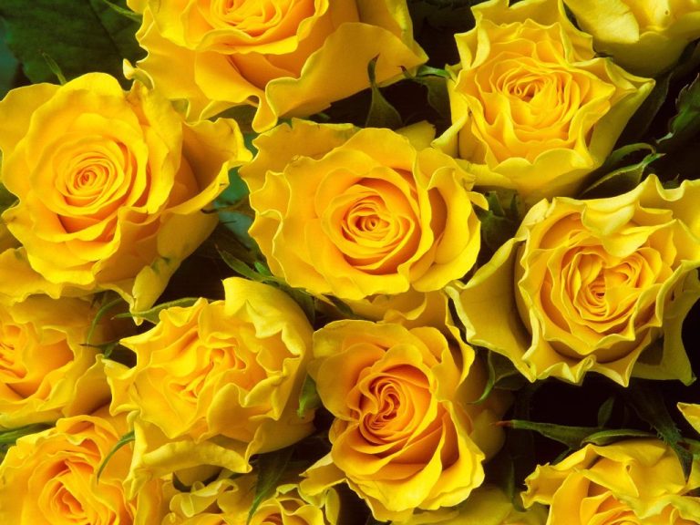 Beautiful Flowers Yellow 768x576 