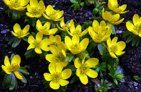 yellow flowers with name 