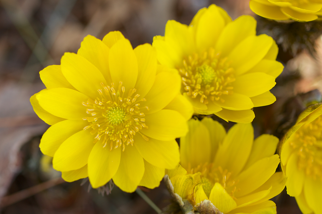 yellow flower names list 