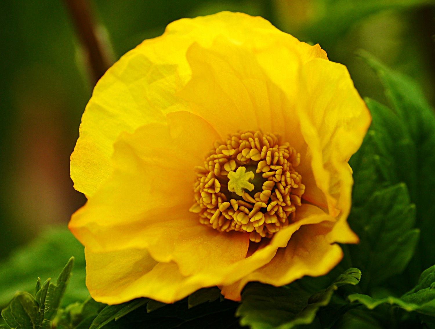 poppy yellow flowers 