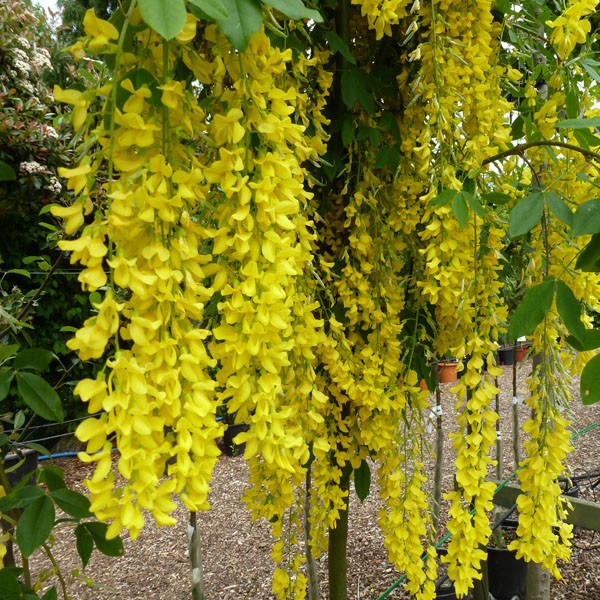 beautiful yellow flowers wallpaeprs 