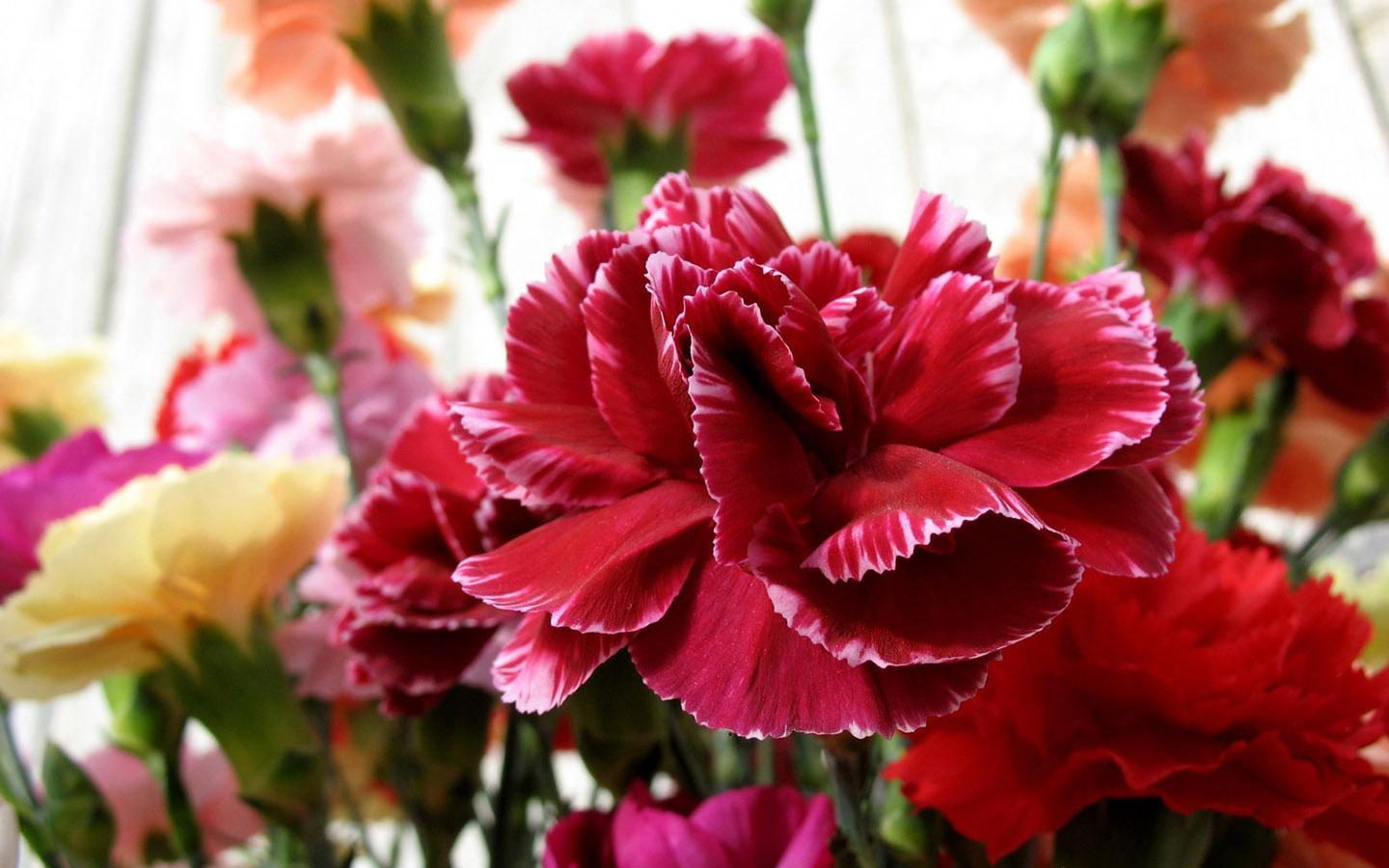 carnations flowers Images Most Beautiful Flowers in the world