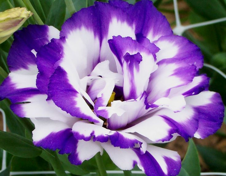 lisianthus flower images Beautiful flowers Pretty flowers HD wallpapers