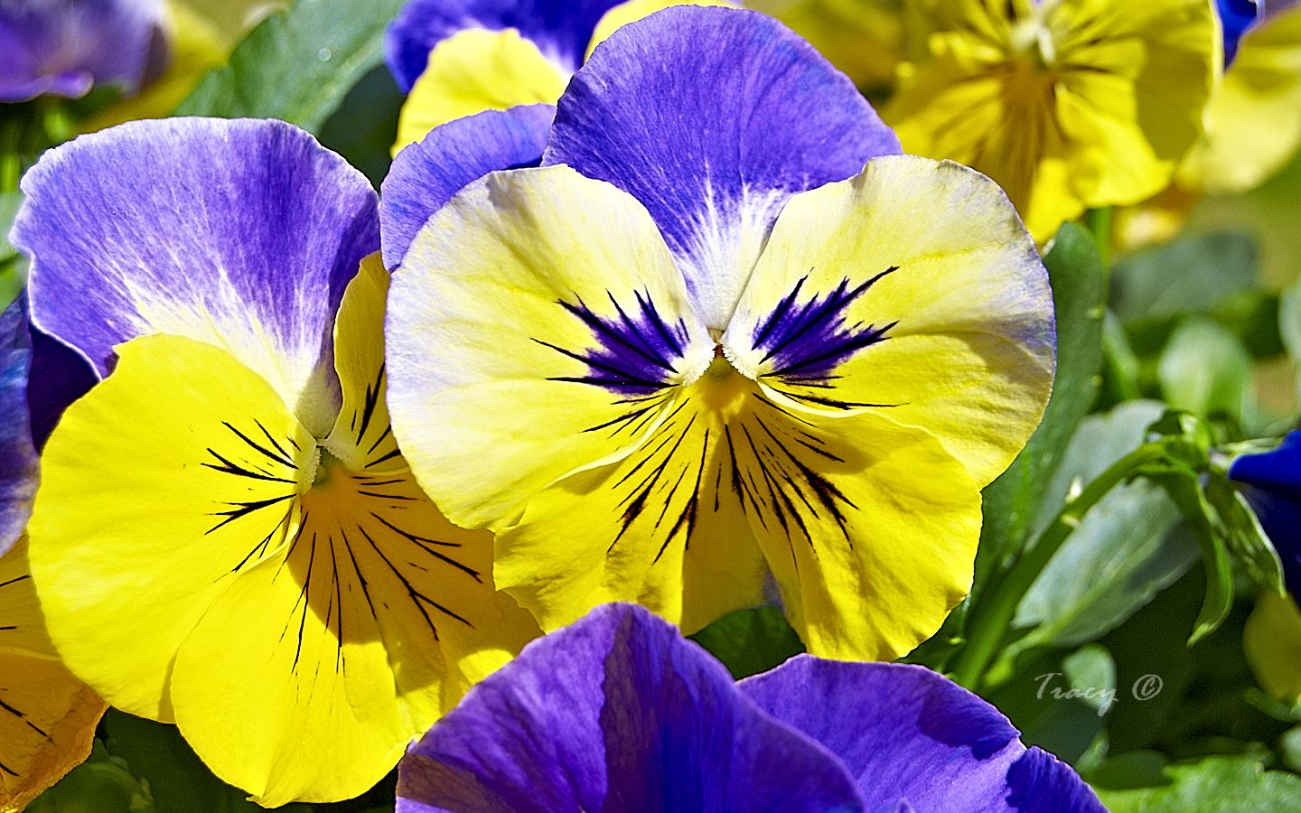 Pansy Lovers