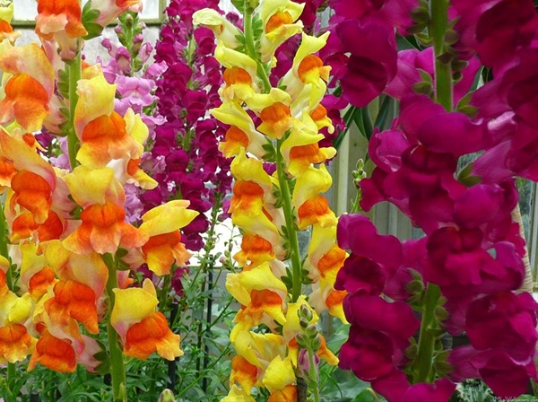 snapdragon flower images hd wallpapers beautiful flowers in the world