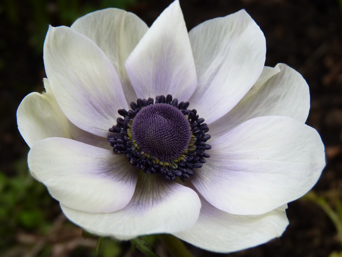 the anemone flower Beautiful flowers Pretty Flower Image Hd Wallpapers