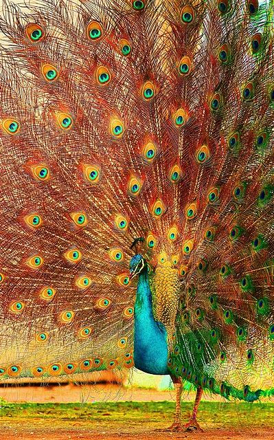 Multi Color Peacock images