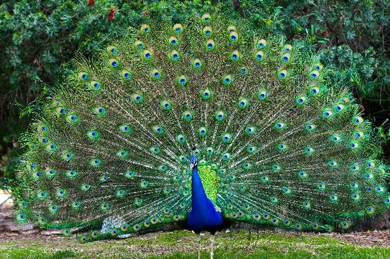 colorful peacock wallpapers free 