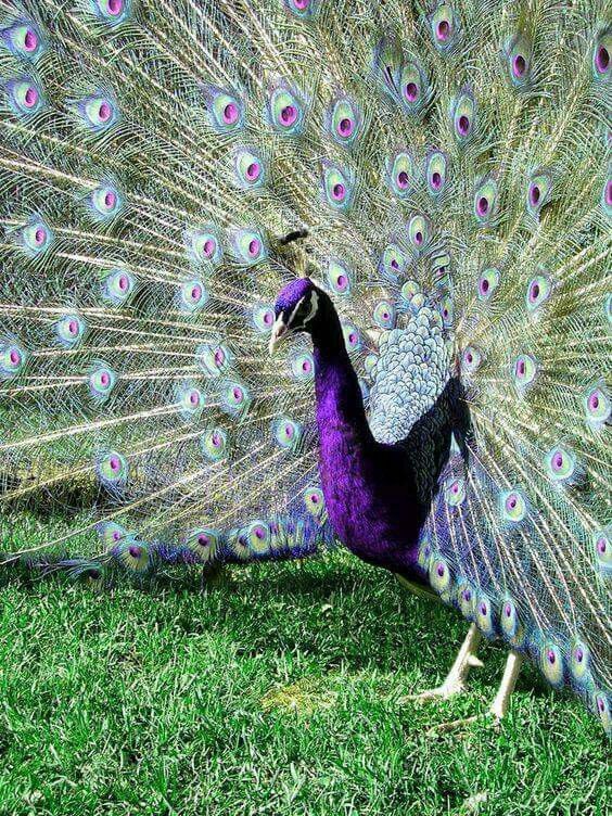 beautiful peacock wallpapers hd for windows 8 