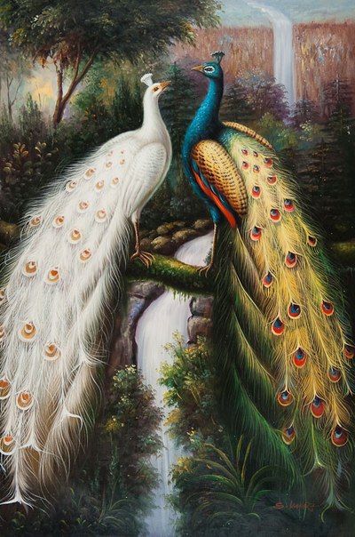 beautiful peacock couple hd wallpapers 