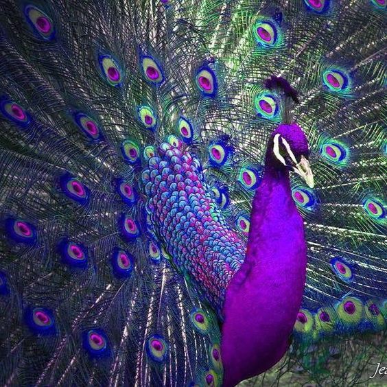 Stunning Peacock Wallpapers Images Latest Collection