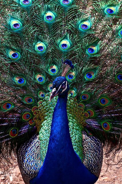 peacock wallpapers free download hd collection 