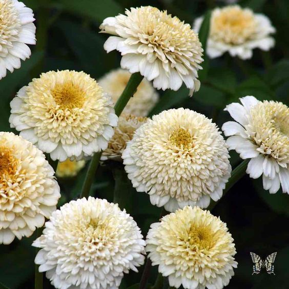 45 Most Beautiful White Flowers In The World That Are