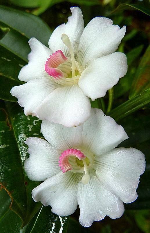 45 Most Beautiful White Flowers In The World That Are Amazing - Youme ...