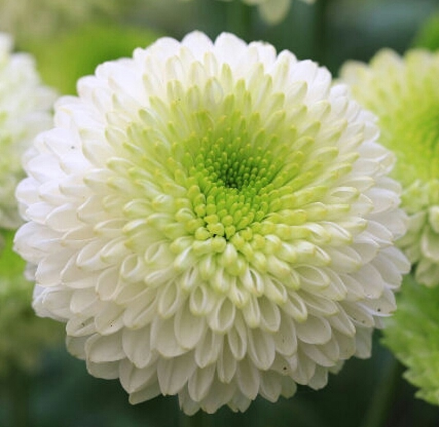 pom pom chrysanthemum flower