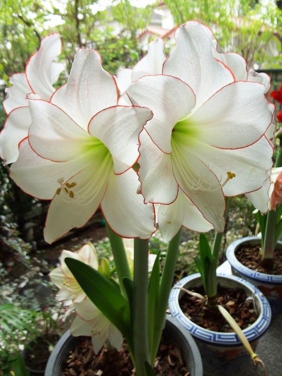 45 Most Beautiful White Flowers In The World That Are