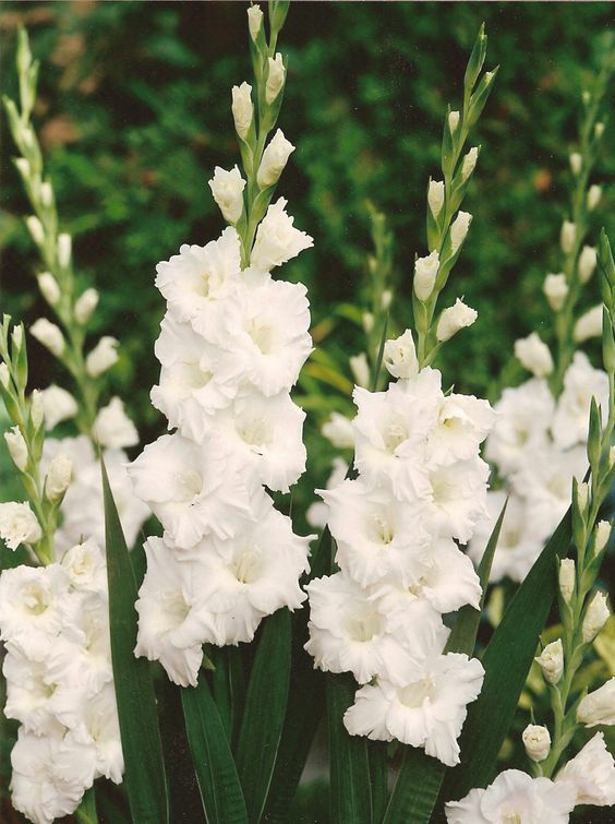 45 Most Beautiful White Flowers In The World That Are