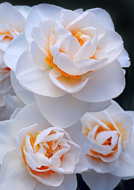 45 Most Beautiful White Flowers In The World That Are Amazing - Updated