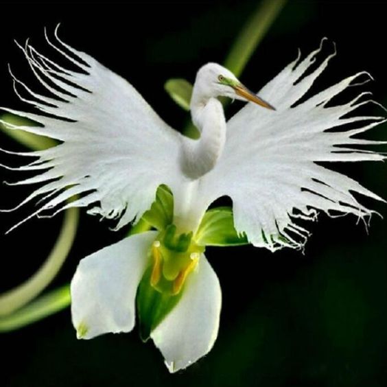 white egret orchid