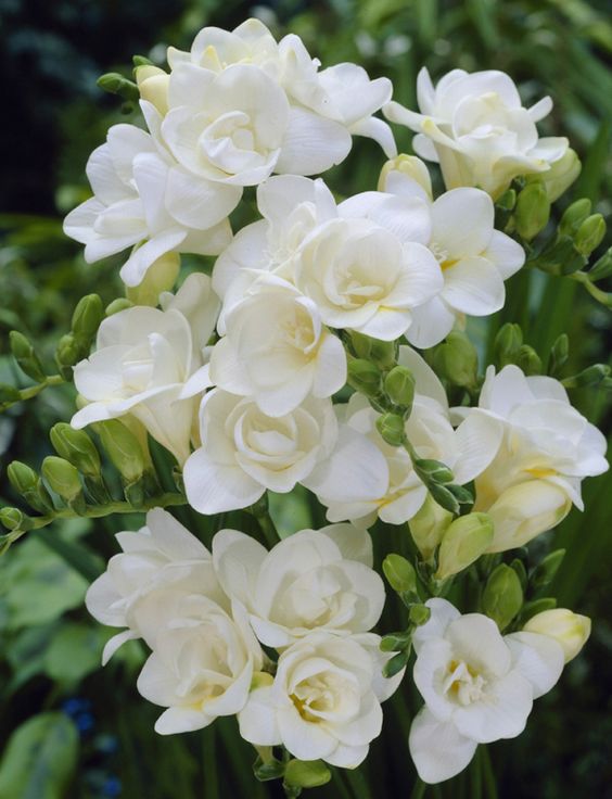 45 Most Beautiful White Flowers In The World That Are Amazing - Youme ...