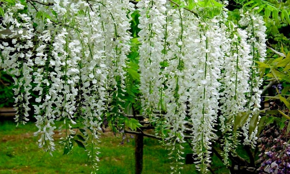 45 Most Beautiful White Flowers In The World That Are